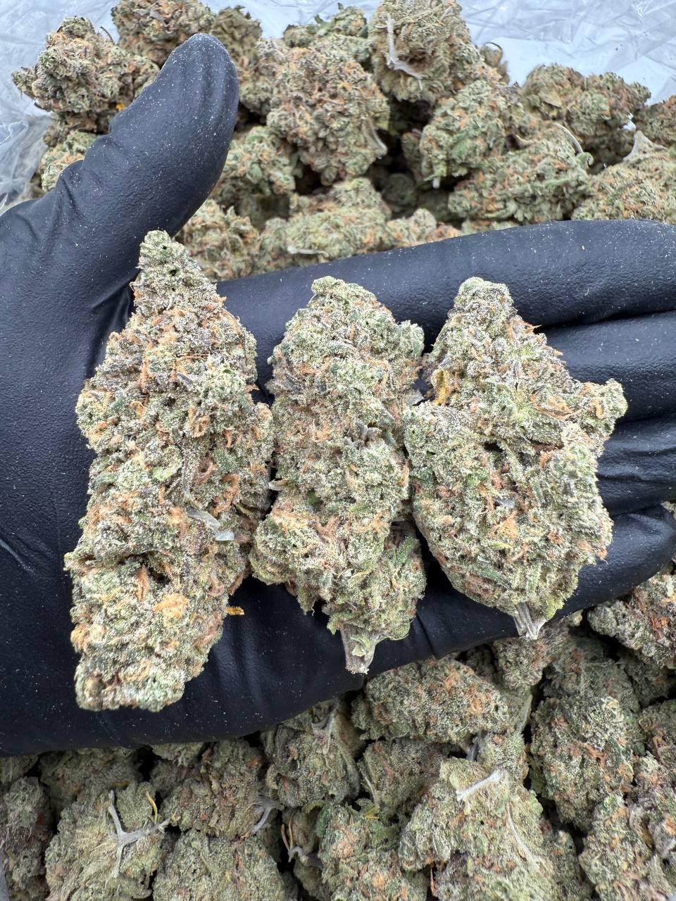 Blue Dream