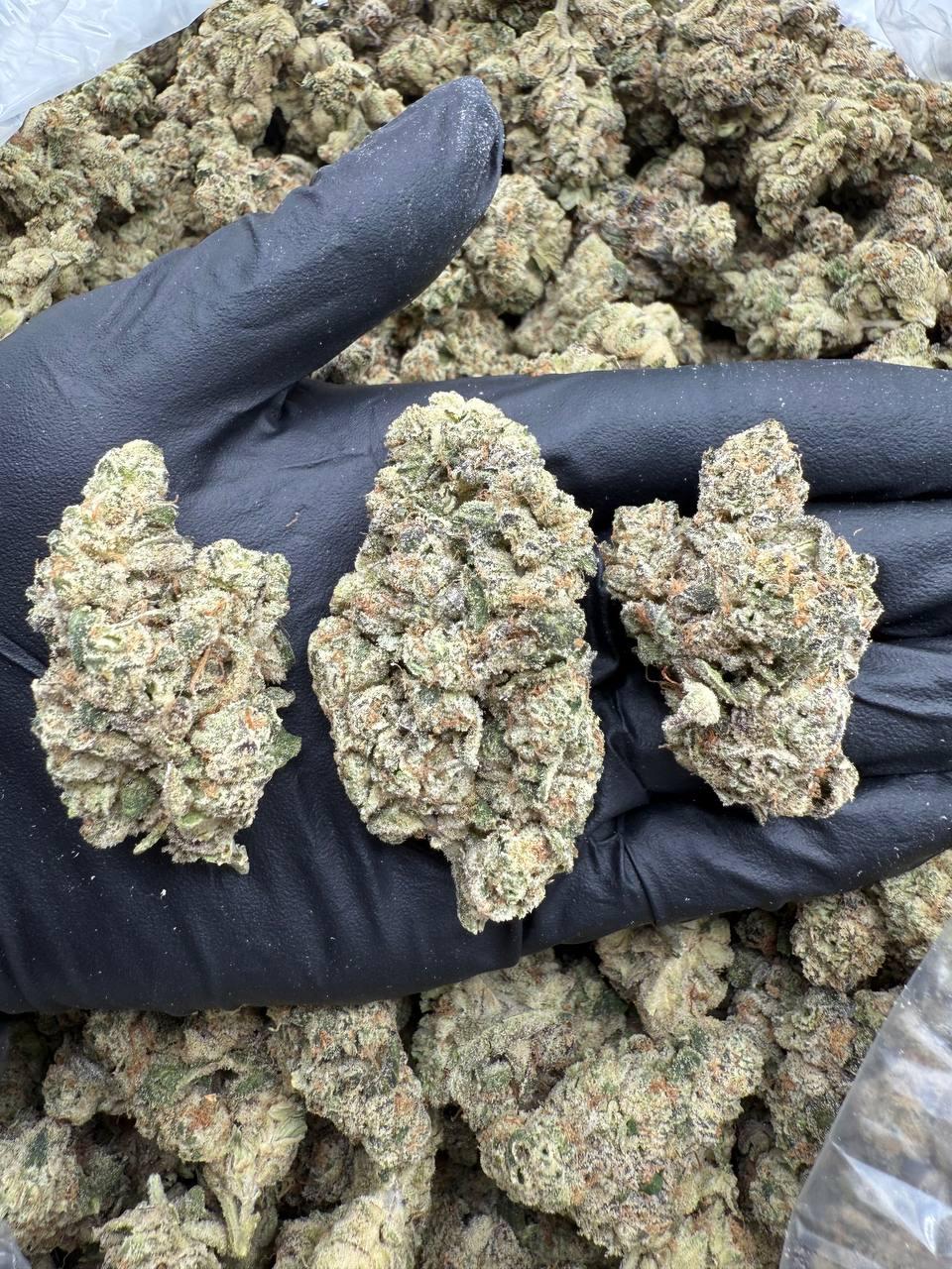 LA Pop Rocks x PPP