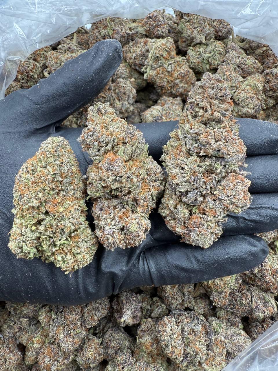 Indica